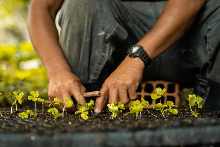 A pair of hands working in a tray of seedlings.